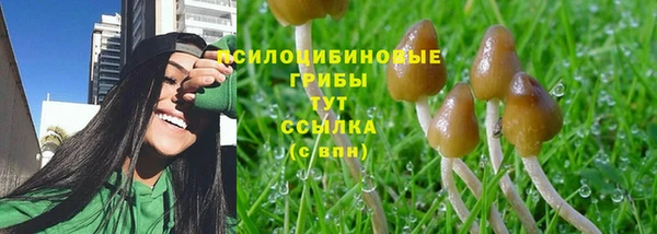 сатива Вяземский